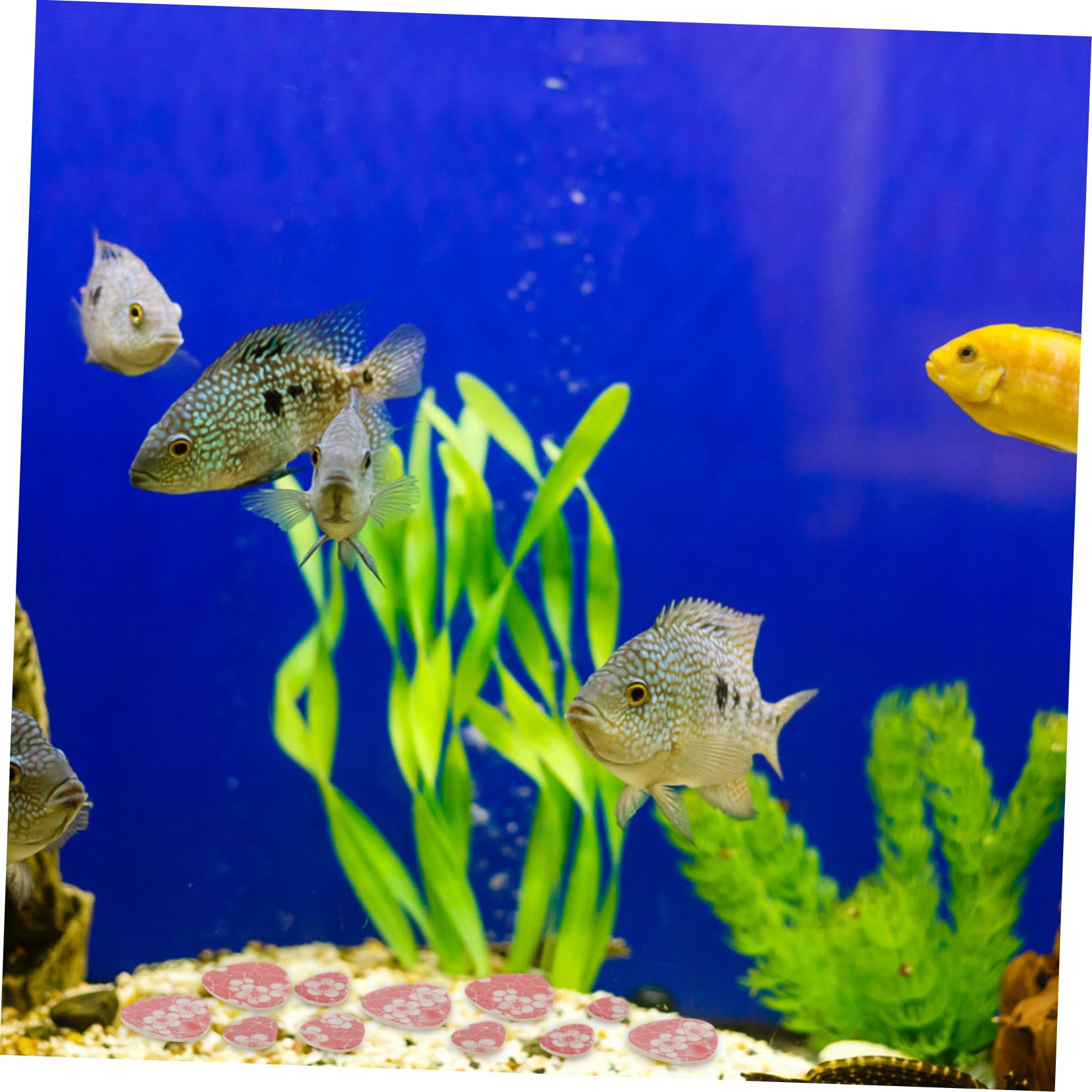 Toddmomy 2stücke Aquarium Deko-kieselsteine Polierte Natursteine Für Pflanzen Und Terrarien Für Aquarien-Dekoration Wasserfeatures Und Gartenwege Langlebig Und