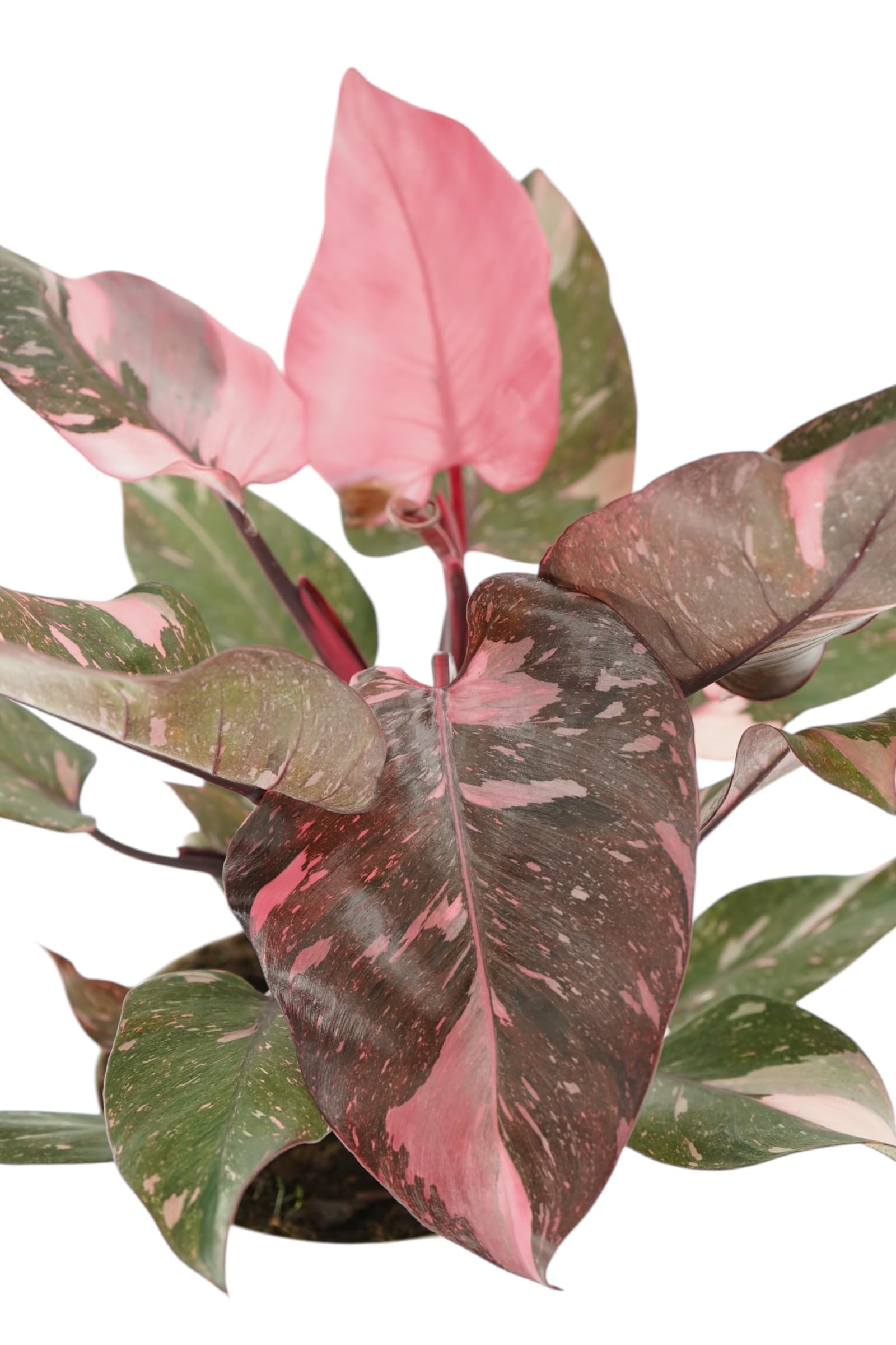 marbled philodendron Philodendron Caramel Marble