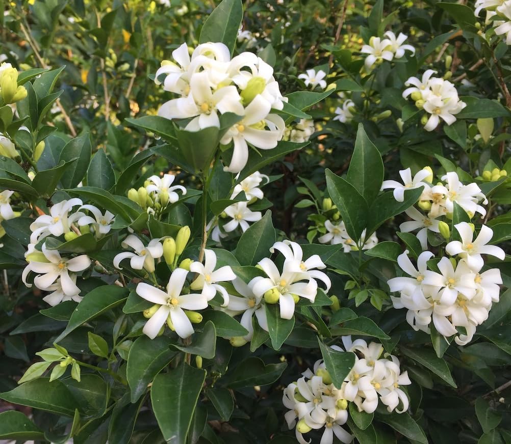 Orange Jasmine Plant Live for Planting – Fragrant Murraya Paniculata Shrub, 1–2 Feet Tall in 3 Gallon Pot – No Ship CA