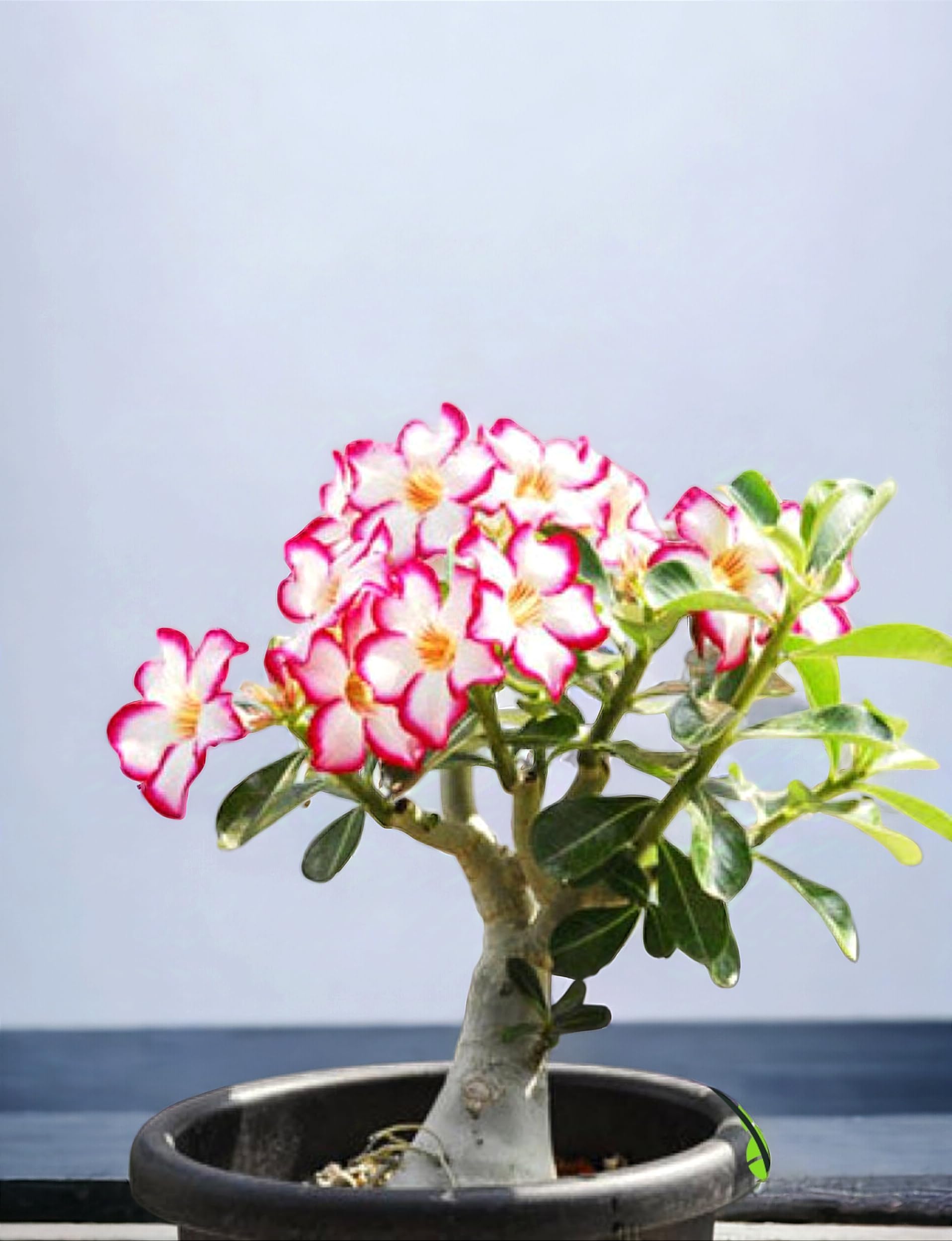 Air purifying indoor plants for kitchen,Adenium plant (Pack of 1 Healthy plant)-image-23