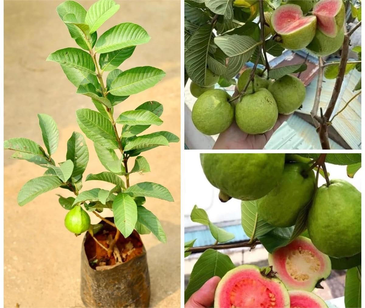 Grafted Thai Pink Guava Plant, Pack Of 1 Helthy Plant, Plantsaplings Hight 1.5-2 Feet, packing Quality High Secure, NDN-D415-image-9