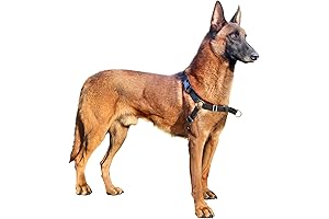 Easy Walk Harness for Comfy Dog Walks