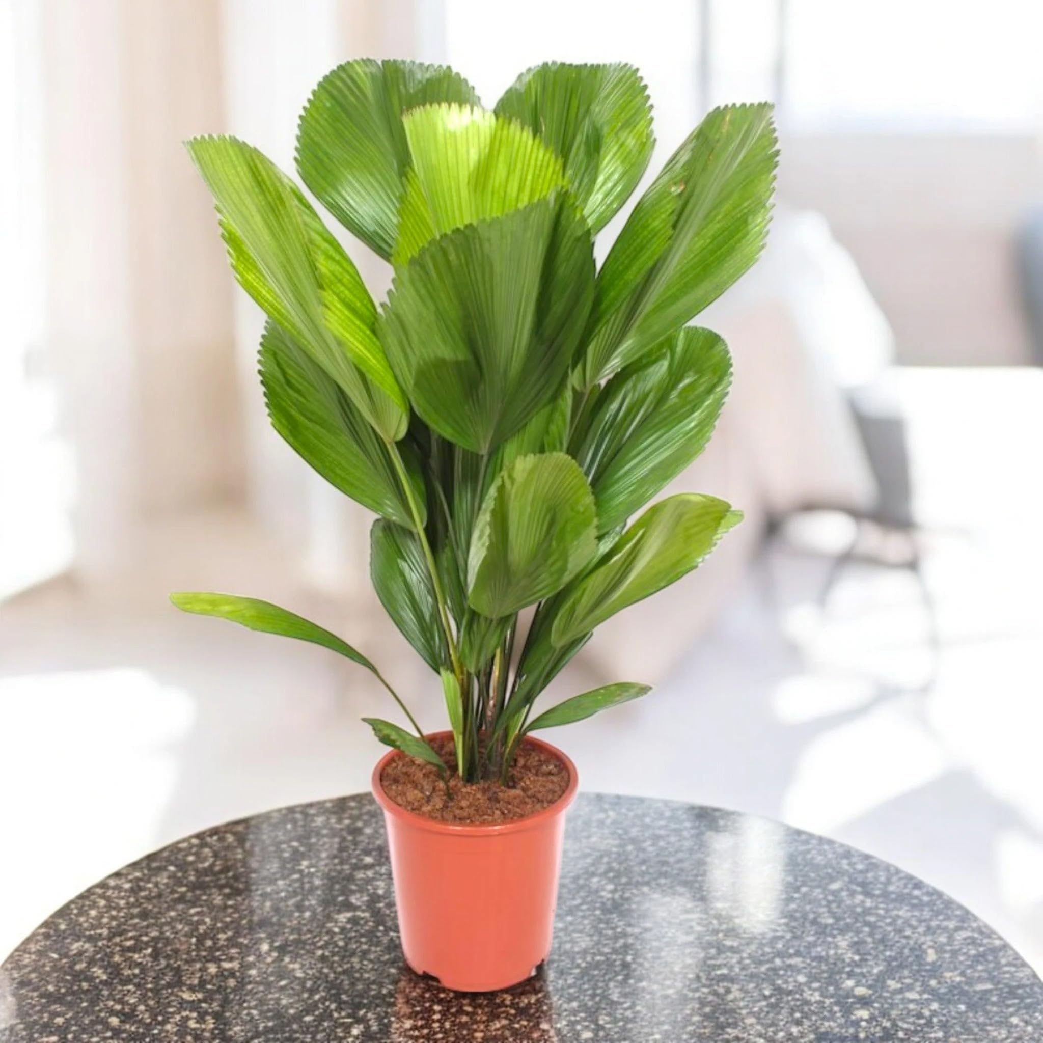 Licuala Pianta Ornamentale da Interno, Verde, 80 cm, Vaso 19