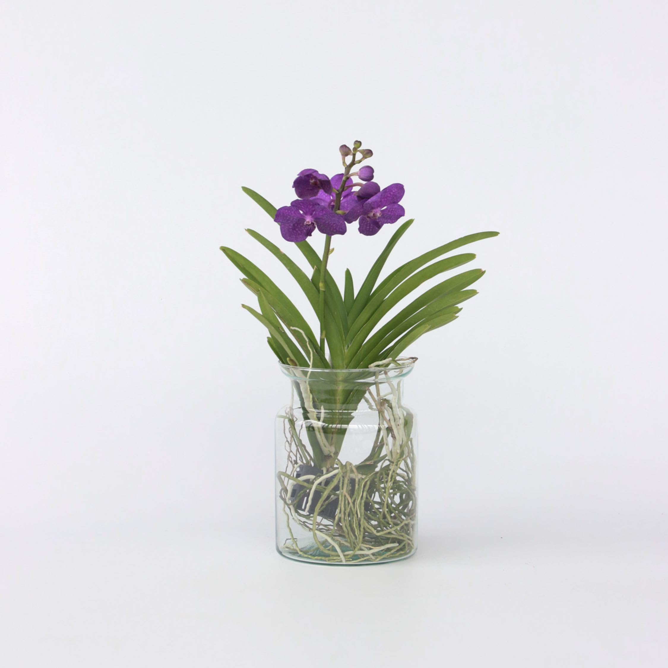 Plant in a Box - Vanda 'Bose' en jarrón - Orquídea - Azul - Altura 45 cm