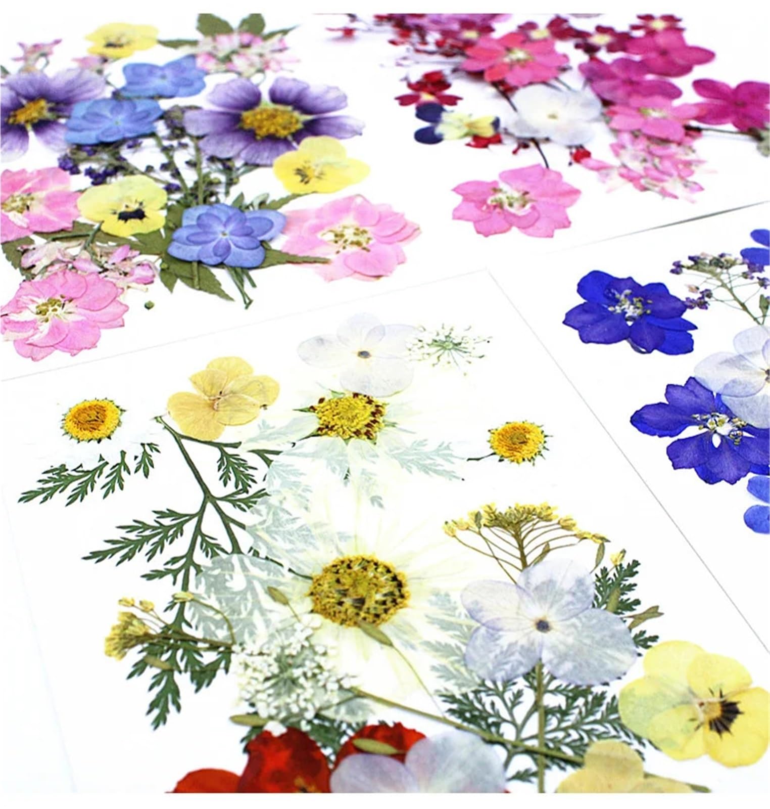 Fiori Pressati ed Essiccati Confezioni miste di fiori secchi