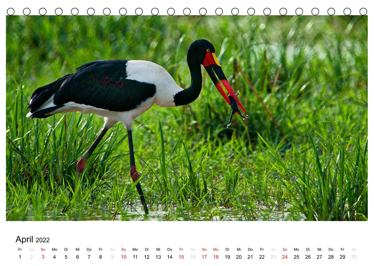 Afrikanische Vögel (Tischkalender 2022 DIN A5 quer): Fotografische Momentaufnahmen aus der gefiederten Tierwelt Afrikas (Monatskalender, 14 Seiten ) (CALVENDO Tiere)