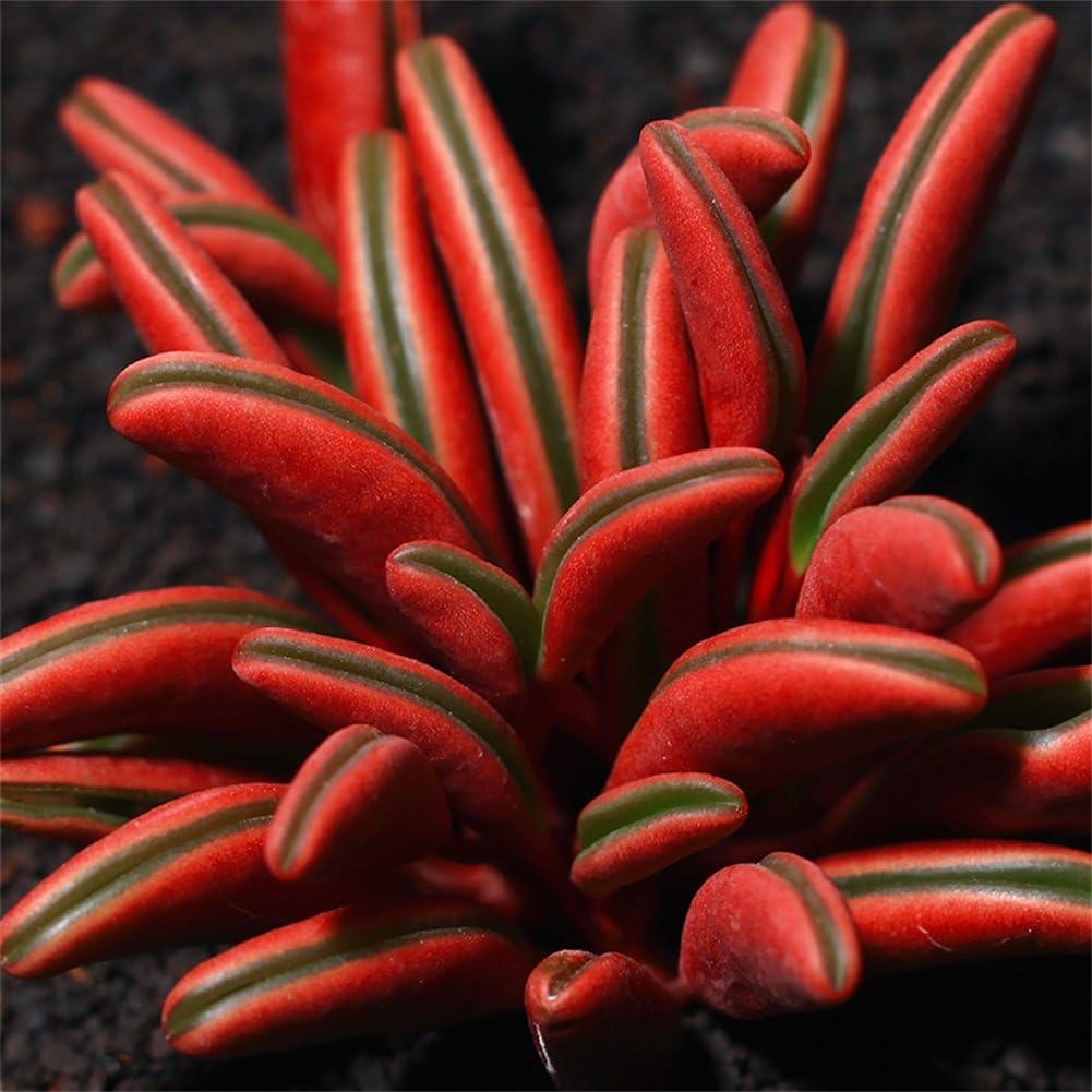 Live Succulent Lithops Cactus Plant | Peperomia claveolens