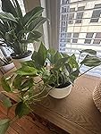 Review Image by Daily Browser Daily Browser
