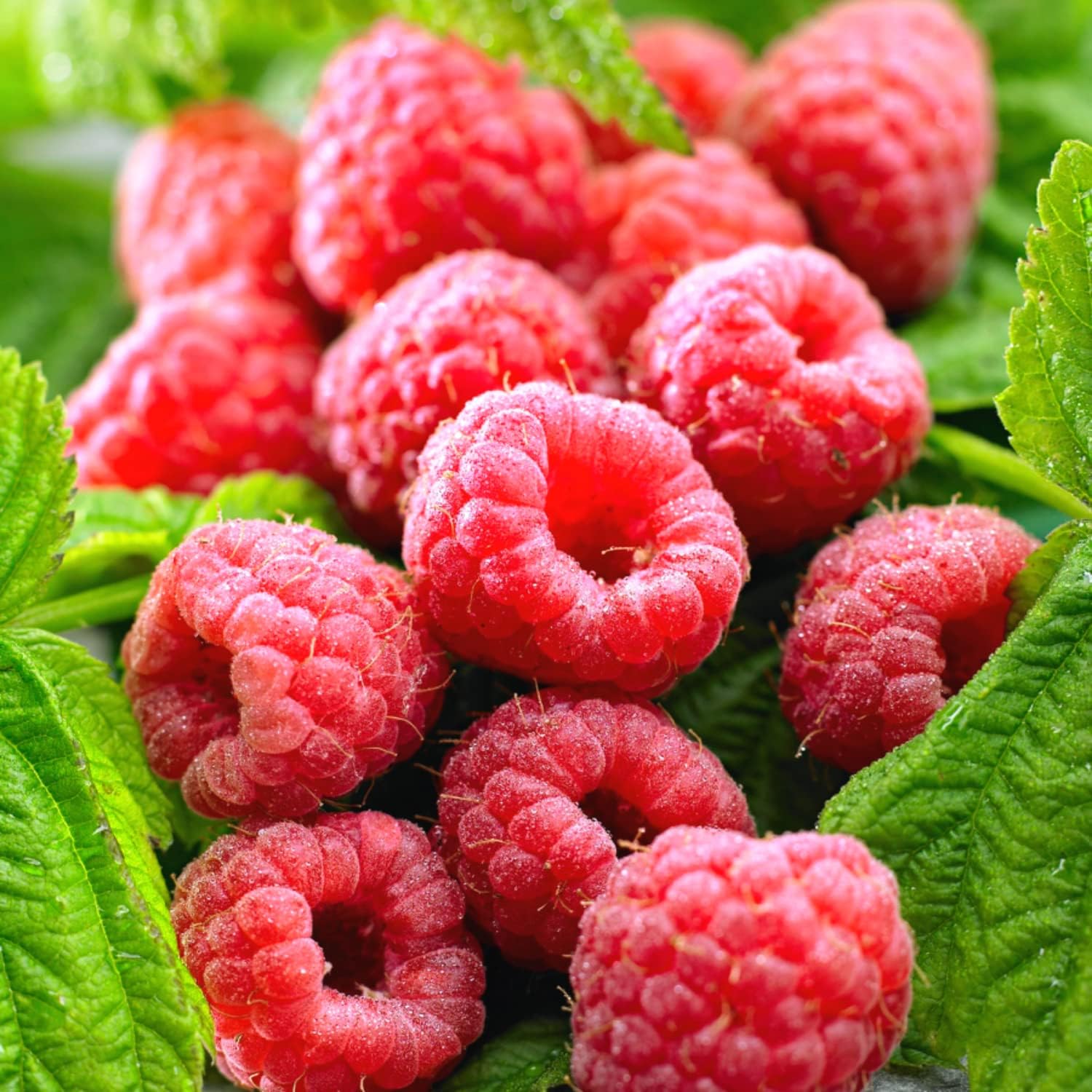 2 Caroline Raspberry Plants Live for Planting Outdoors