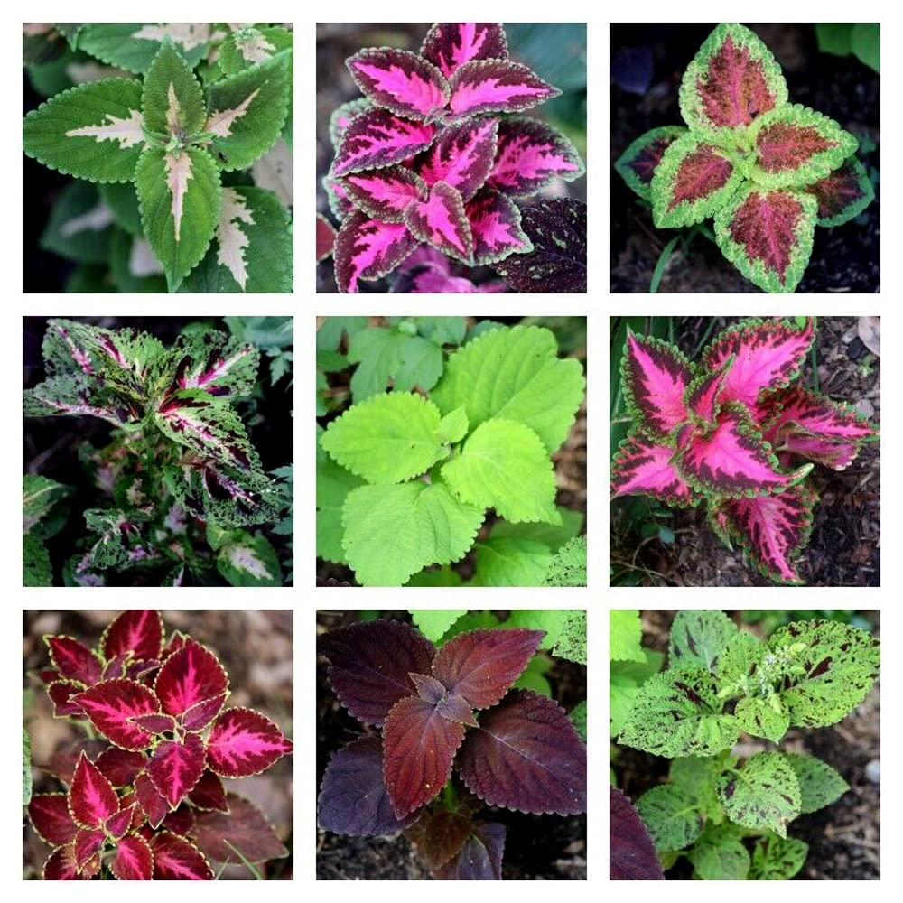 Mixed Color Coleus Seeds Rainbow Plant Seeds 150 Seeds