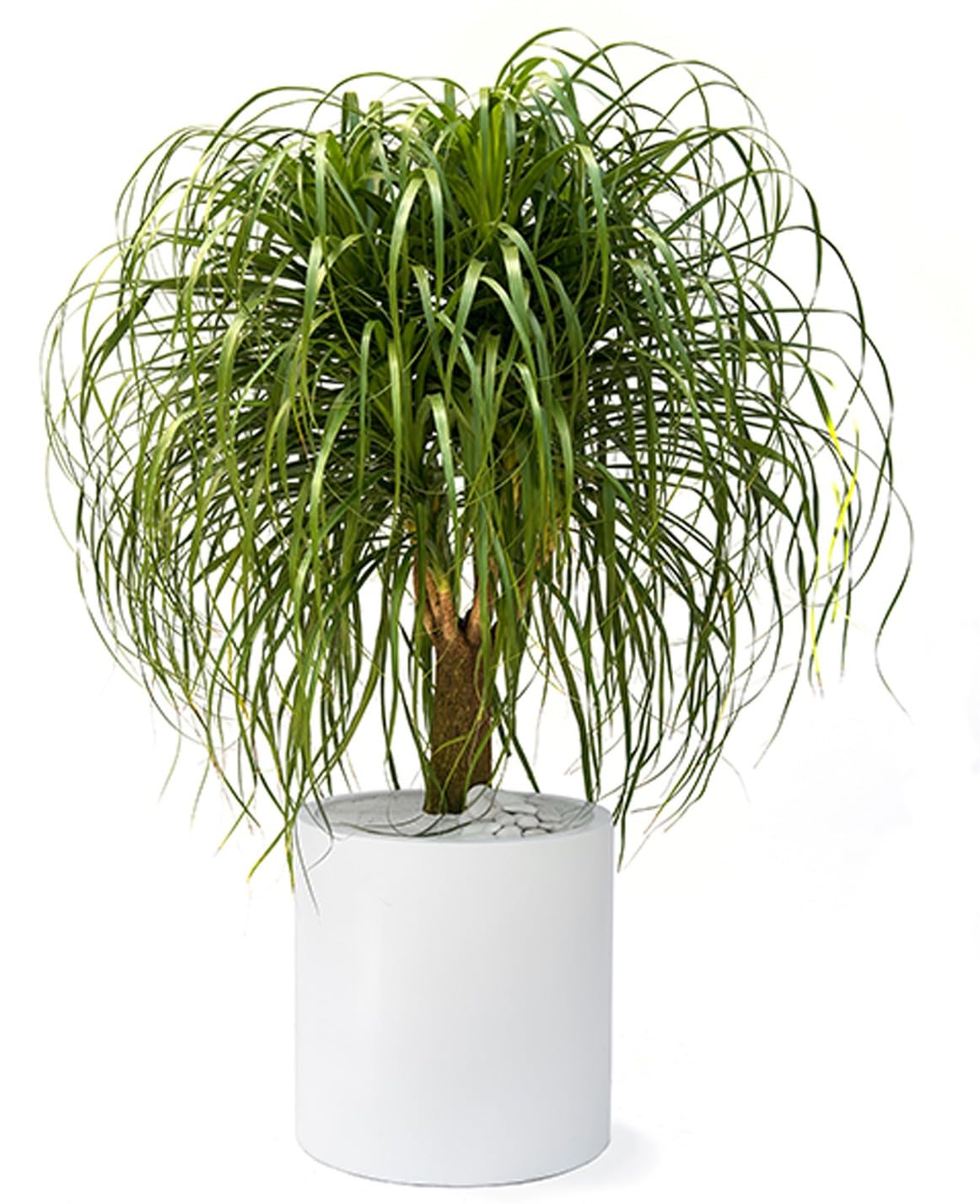 Punarva Ponytail Palm PlantPam Plantponytail palm indoor & outdoor live plant with pot (hybrid, pack of 1) (B0D11XPR8Y) Amazon Price History, Amazon Price Tracker