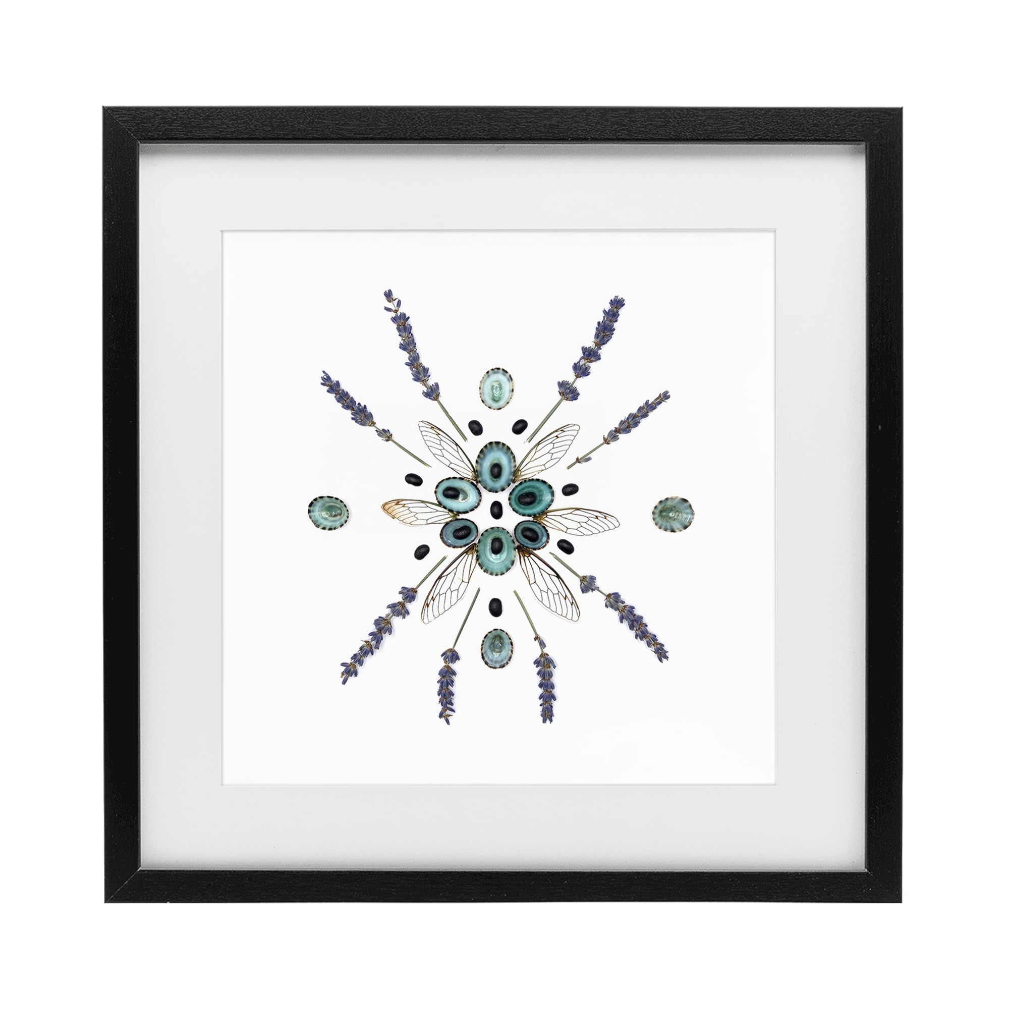 Stupell Industries 'Lavender & Delicate Wings', Framed Print Under Glass, Black, 13 x 13 Inches, Easy to Hang and Sturdy, Made in USA, by Beth Adoette