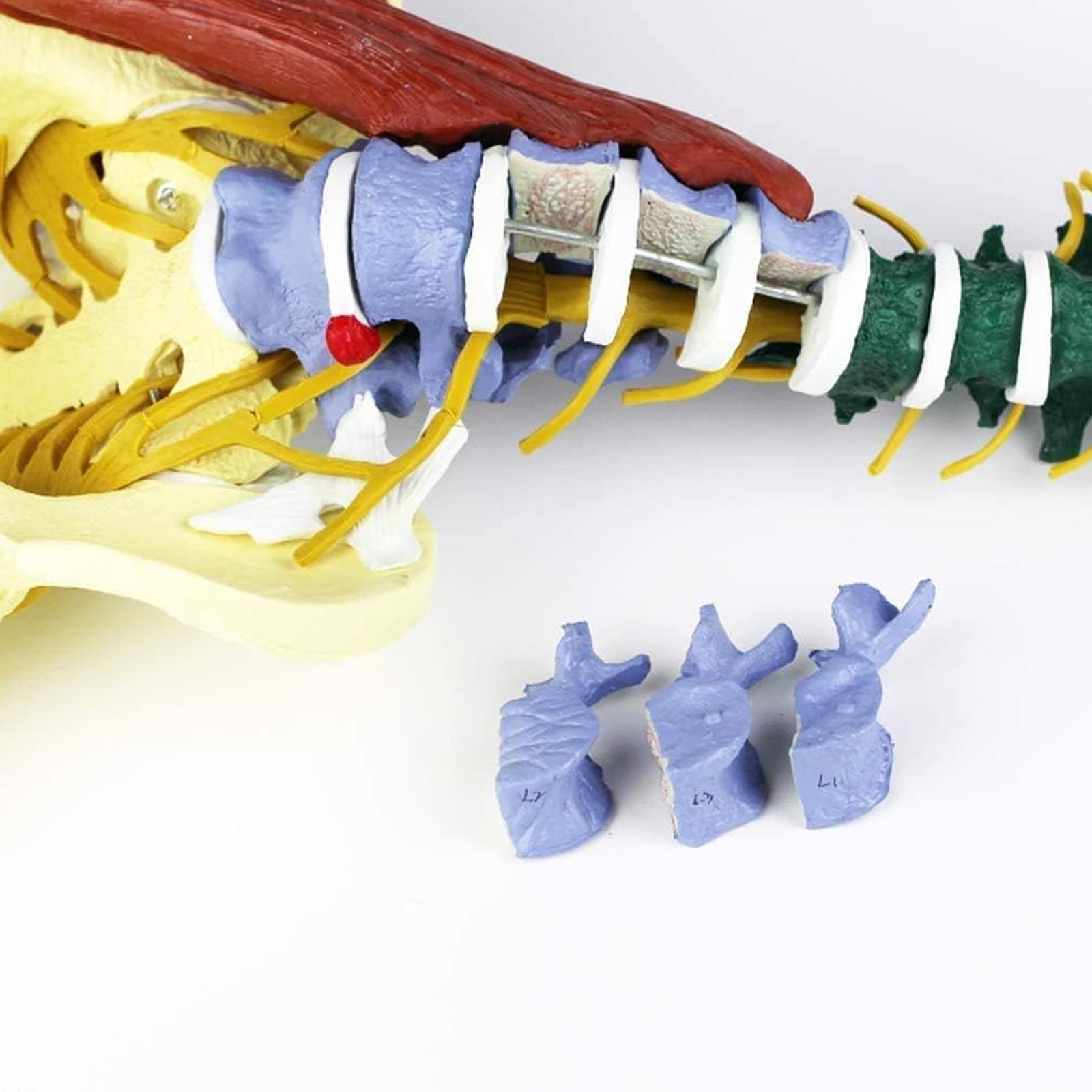 Modelo De Columna Vertebral Humana: Réplica Anatómica A Escala 1:1 con Ligamentos Neuromusculares Y Soporte, Vértebras Lumbares, Torácicas Y Cervicales Desmontables para