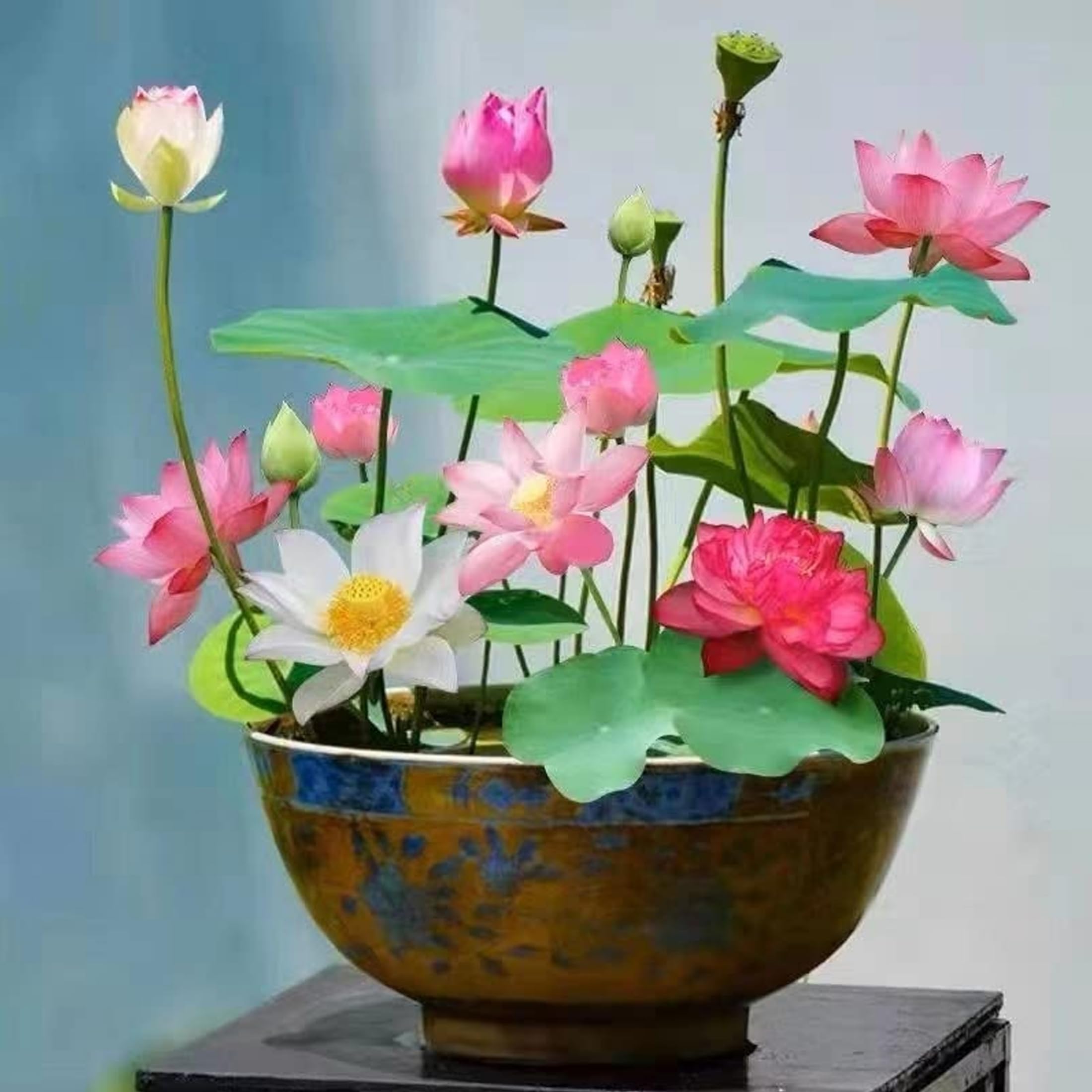 30-Seed Lotus Seed Kamal Gatta Multi Color Water Lotus Flower Plant Seeds for Pooja, Home Gardening, Live Water Outdoor Plant for Pond, Rosary of Kamalgatta, Makhana Seed (B0DBLY9LJB) Amazon Price History, Amazon Price Tracker