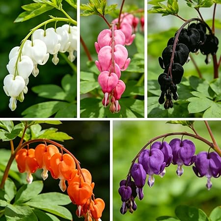 CarpetC 100+ Bleeding Heart Seeds for Planting, Dicentra Spectabilis Shade-Loving