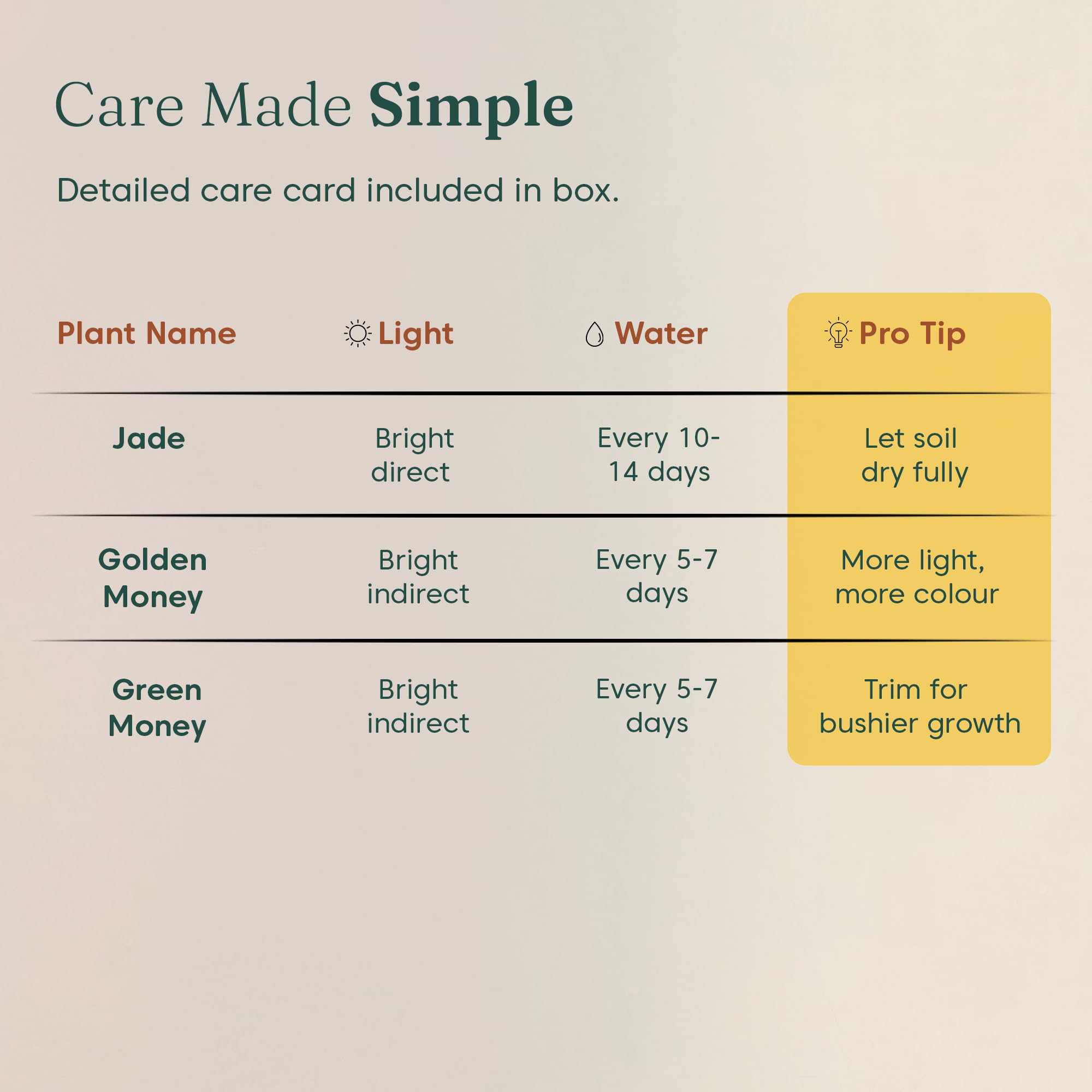 Good Luck Plant Combo - Money Plants & Jade -6 Good Luck Plant Combo - Money Plants & Jade -6