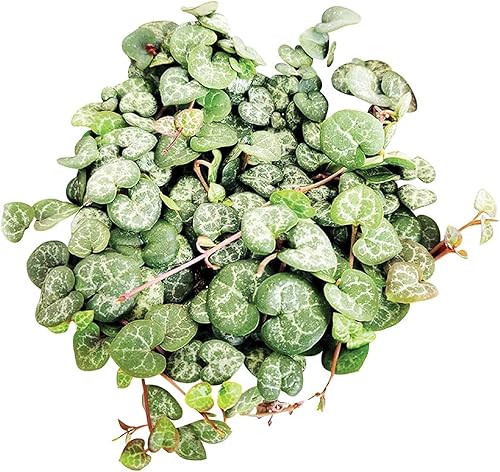 Miniatura 3 de Cadena de plantas de corazón (no abigarradas) Rara hermosa Ceropegia Woodii suculenta (4 pulgadas)
