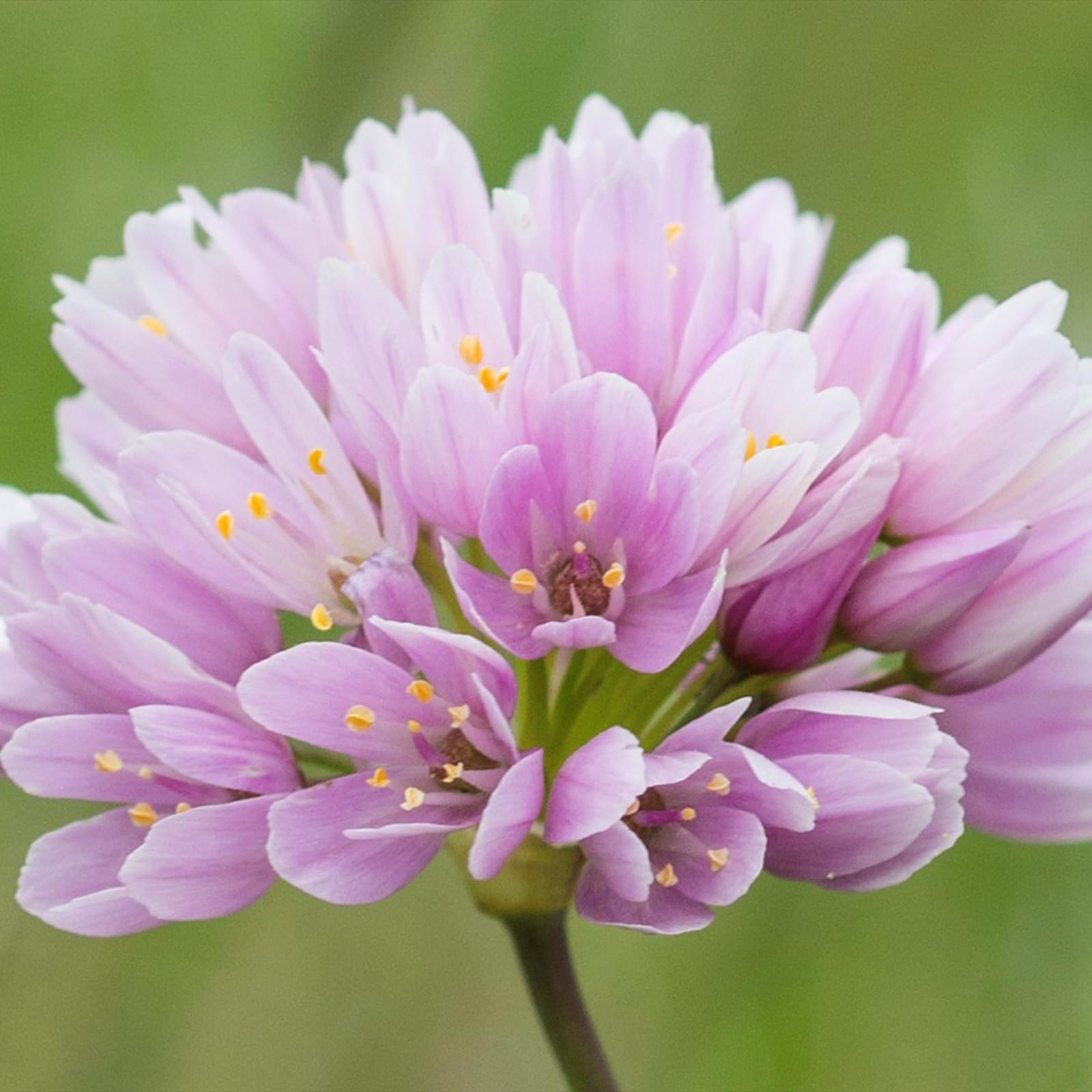 Carbeth Plants - 50 x Allium Roseum Spring Bulbs - Rosy Garlic Spring Summer Flowering Perennial Bulbs - UK Hardy Low Maintenance Pollinator Friendly - Grow in Beds, Borders and Patio Pots