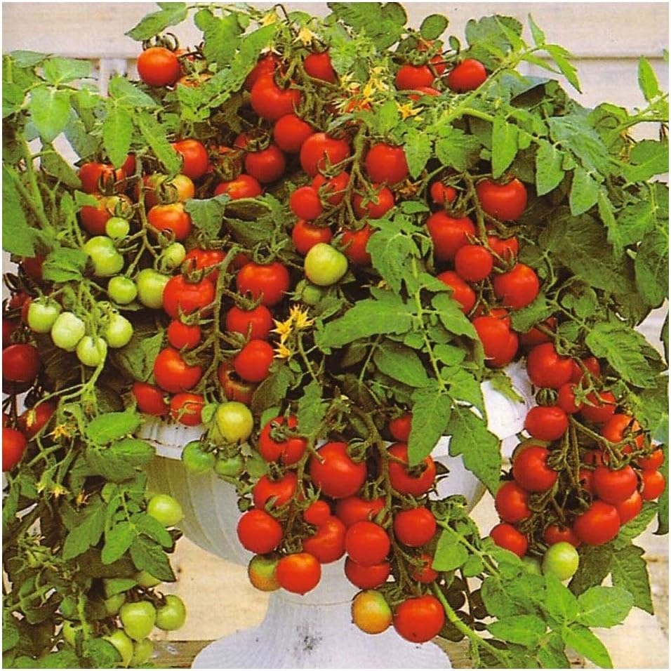Tomato MASKOTKA (Trailing) 15 Finest Certified Organic
