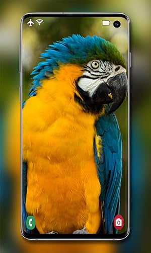 Yellow Wallpaper - Cute Backgrounds for Phone
