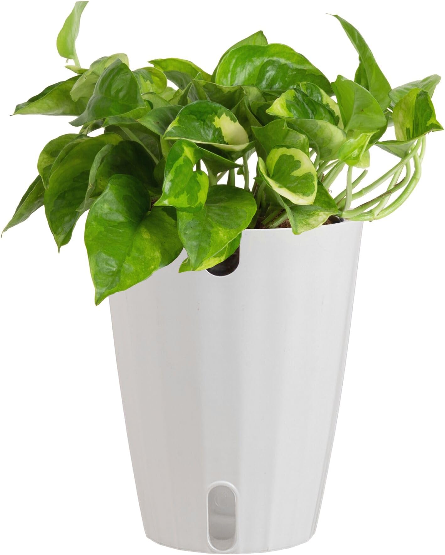 Lemon Meringue Pothos