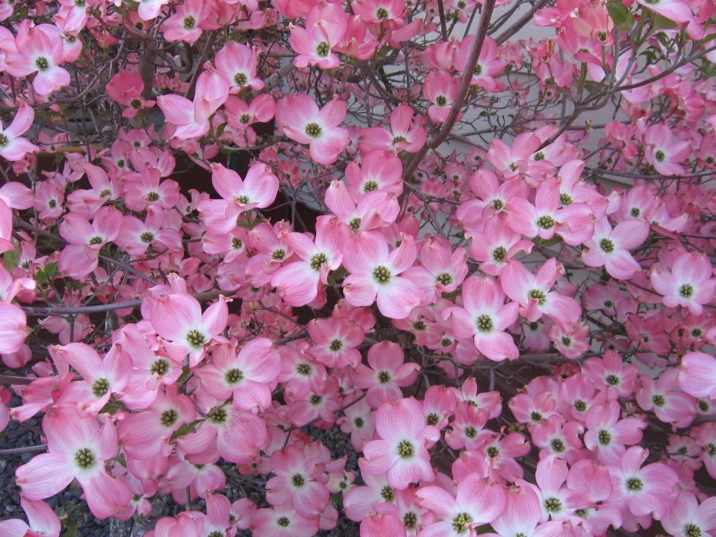 5 Flowering PINK DOGWOOD Cornus TREE Seeds by Seedville