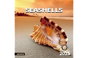 2024-2025 Wall Calendar with Seashells, 14 Month, 12" x 24"