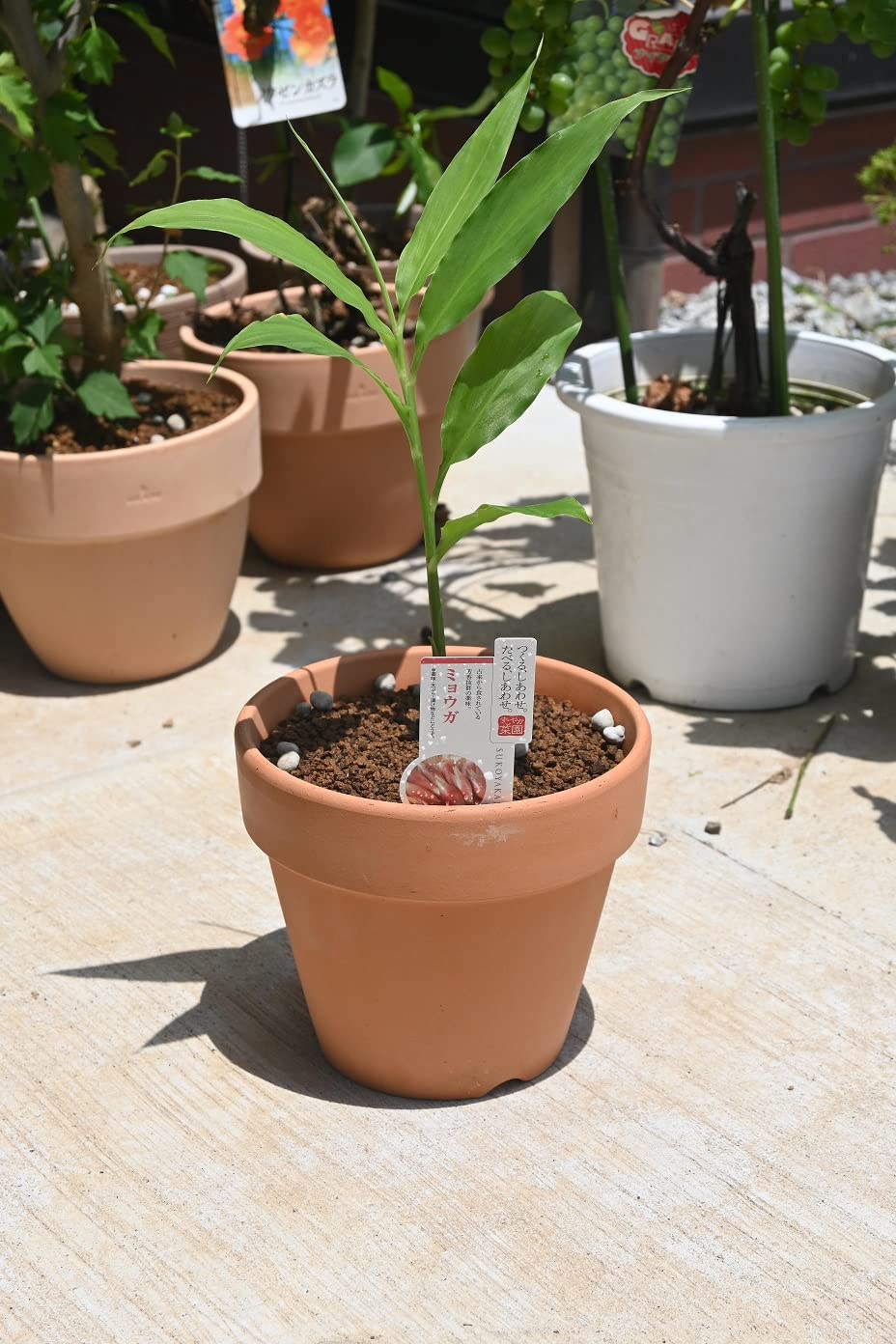 Amazon.co.jp: 茗荷鉢植えミョウガ薬味 みょうがの鉢植え家庭菜園