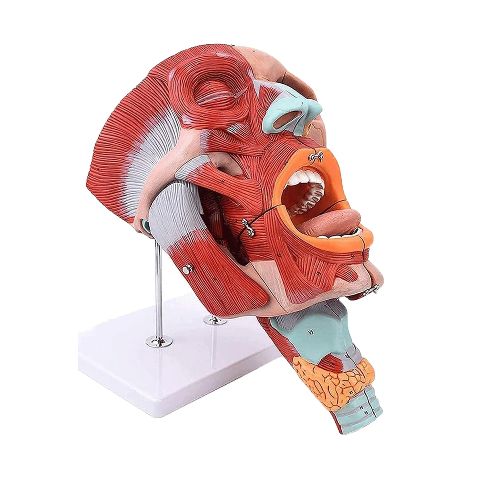 YNIYUJKL Organ Model Skeleton Model Muscle Anatomy Model,Pvc Material For Science Classroom Study Display Teaching Medical Model Anatomy Model