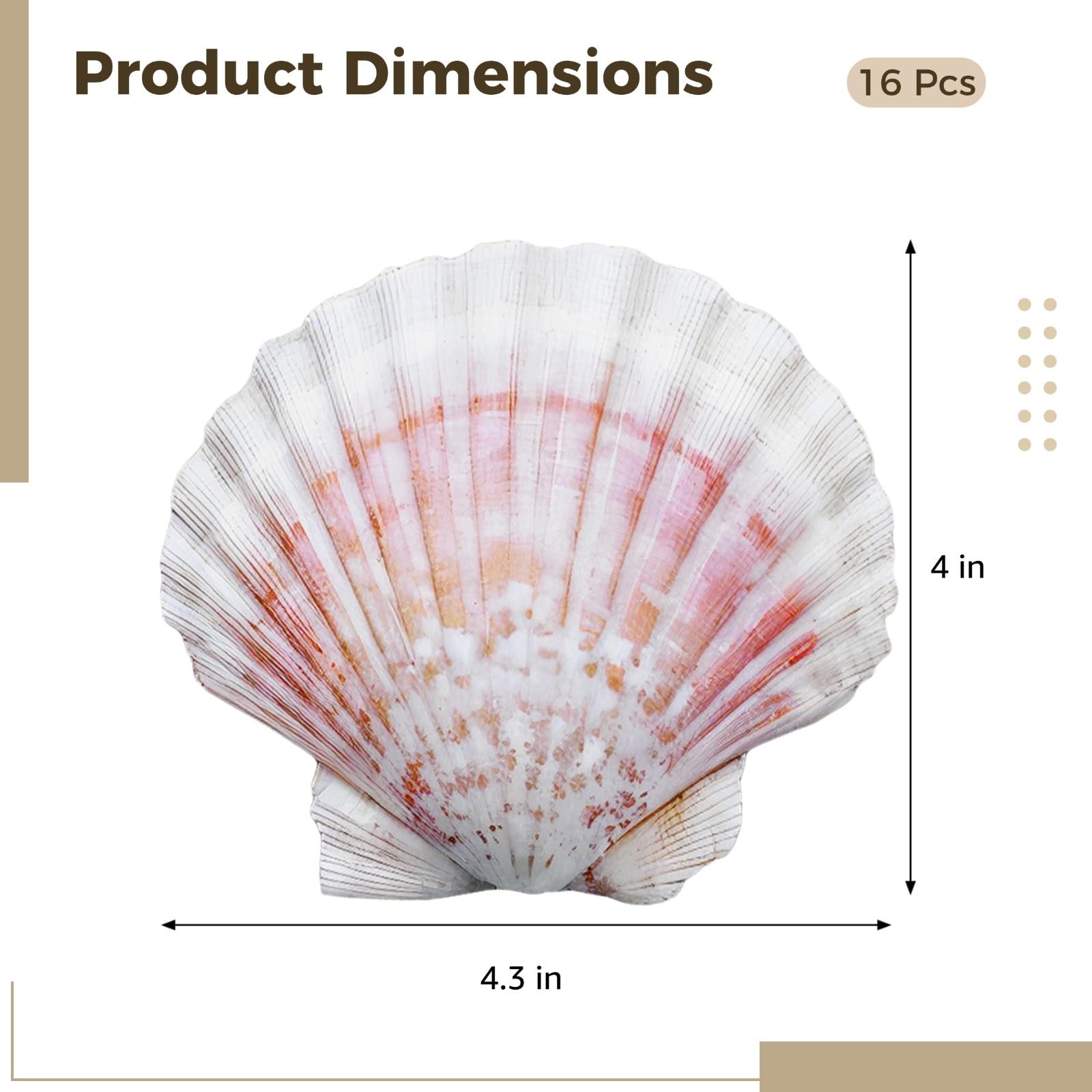 16 conchiglie bianche naturali per arte murale fai da te, grandi capesante hawaiane 9,5-10,9 cm, bordi lisci, design sfumato, ideali per progetti artigianali ed eventi