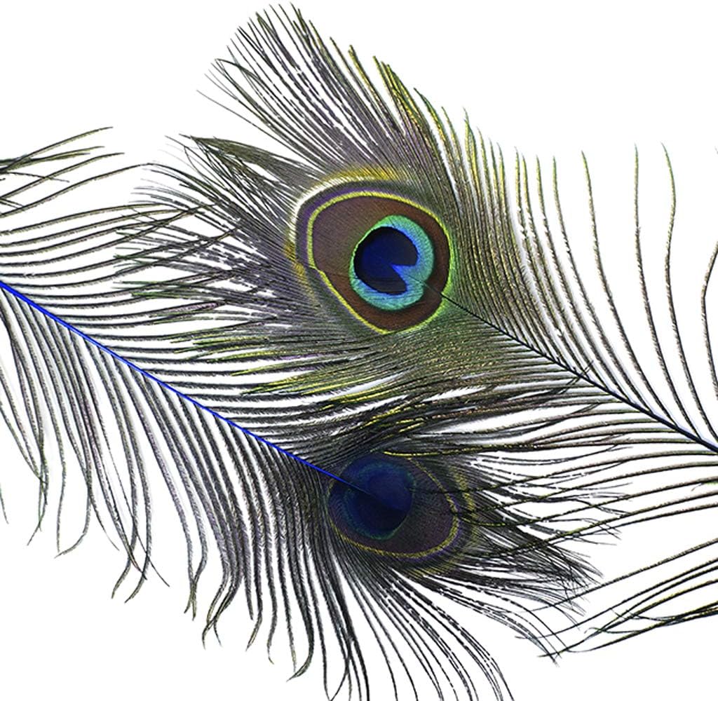 ZUCKER Feathers - Peacock Tail Eyes Stem Dyed - 25-40" - in Your Choice of Colors