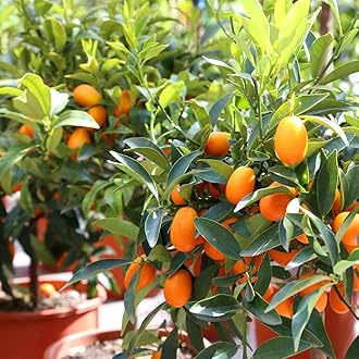 Rare Israel Kumquat Orange Layering Live Plant