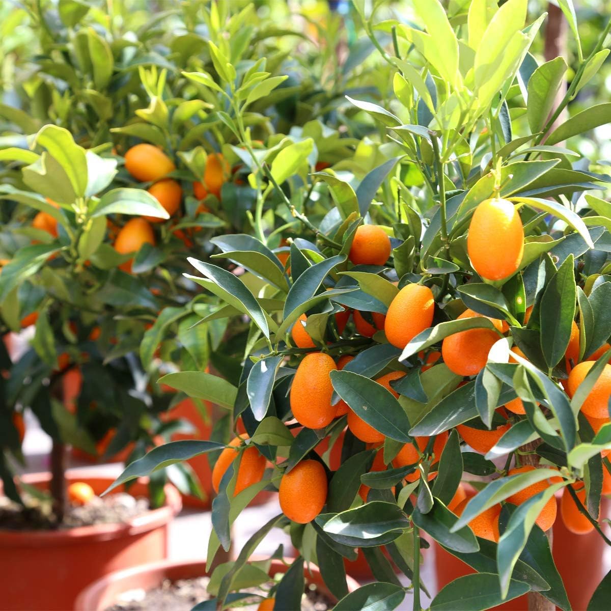 Rare Israel Kumquat Orange Layering Live Plant