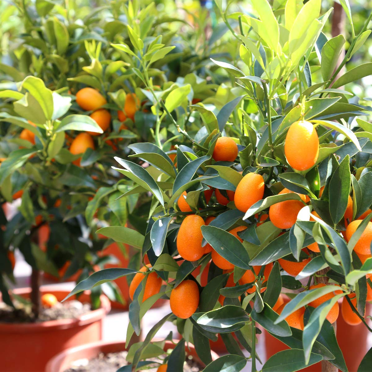 Royal Paradise Garden Rare Israel Kumquat Orange Layering Live Plant