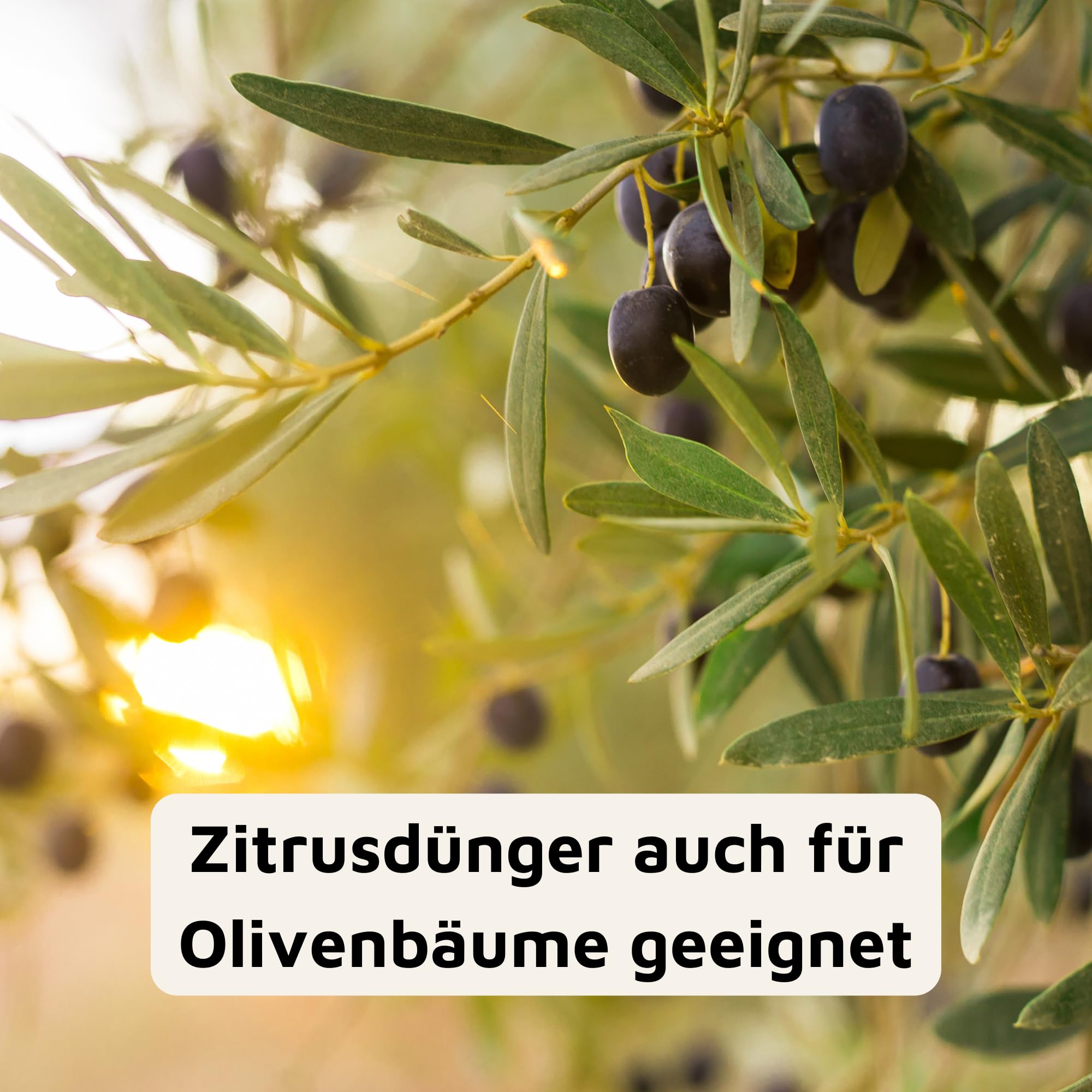 düngen rosen wann Rosendünger 1 kg main image 0