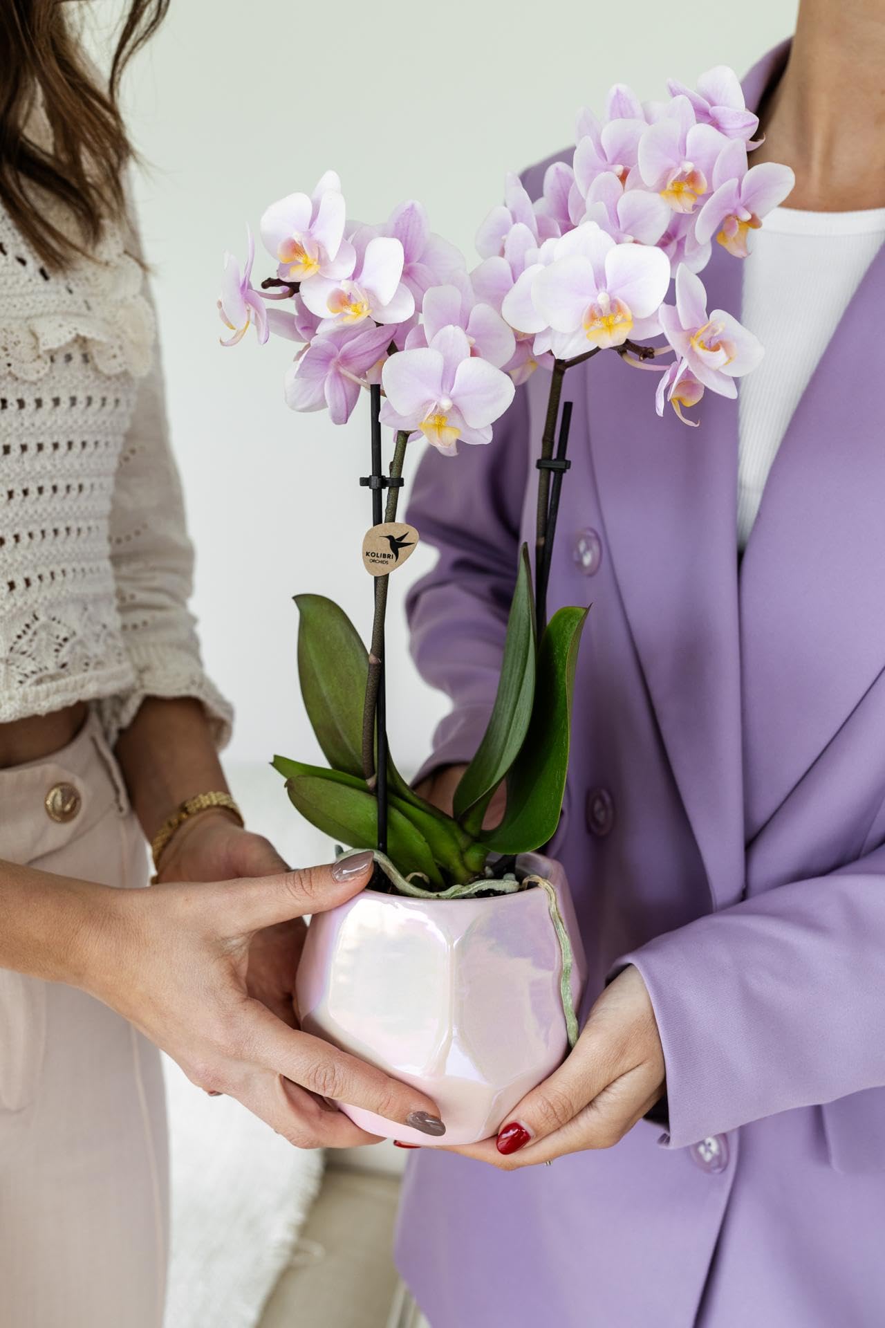 Rose Orchidee (Phalaenopsis)