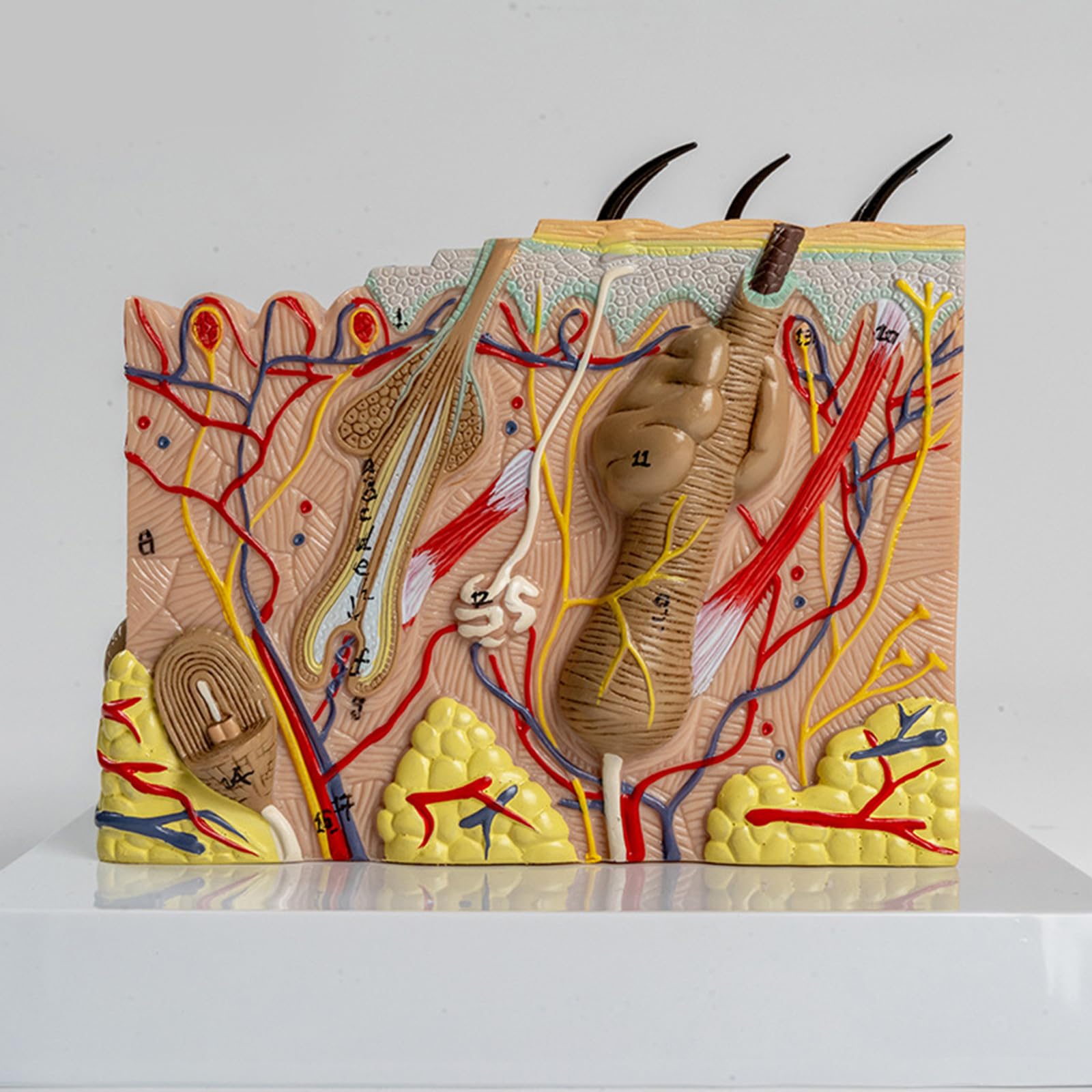 Modelo anatómico de la piel Estructura de la piel humana Modelo de anatomía Ayudas para la enseñanza médica para estudio de enfermedades Informe de conferencia médica Estructura diseccionable