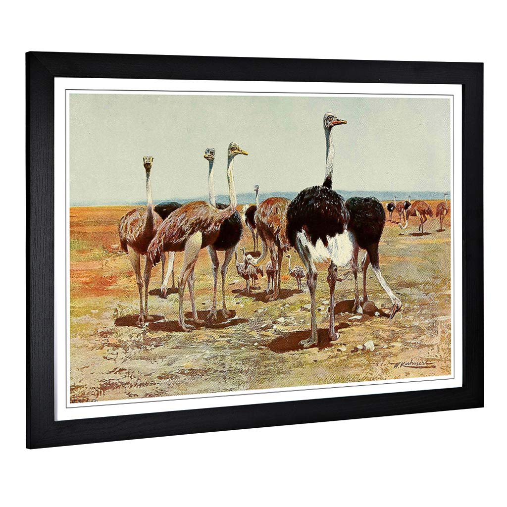 Big Box Art Framed Print of Vintage W Kuhnert Somali Ostrich Design | Wall Art Picture | Home Decor for Kitchen, Living Room, Bedroom, Hallway, Black, A2 / 24.5x18 Inch / 62x45cm