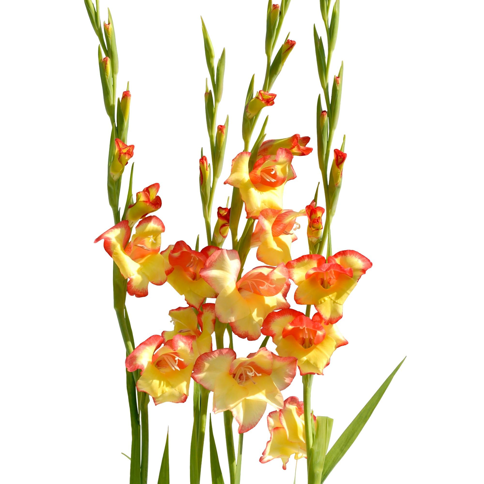 Easy to Grow Hardy Gladiolus Las Vegas