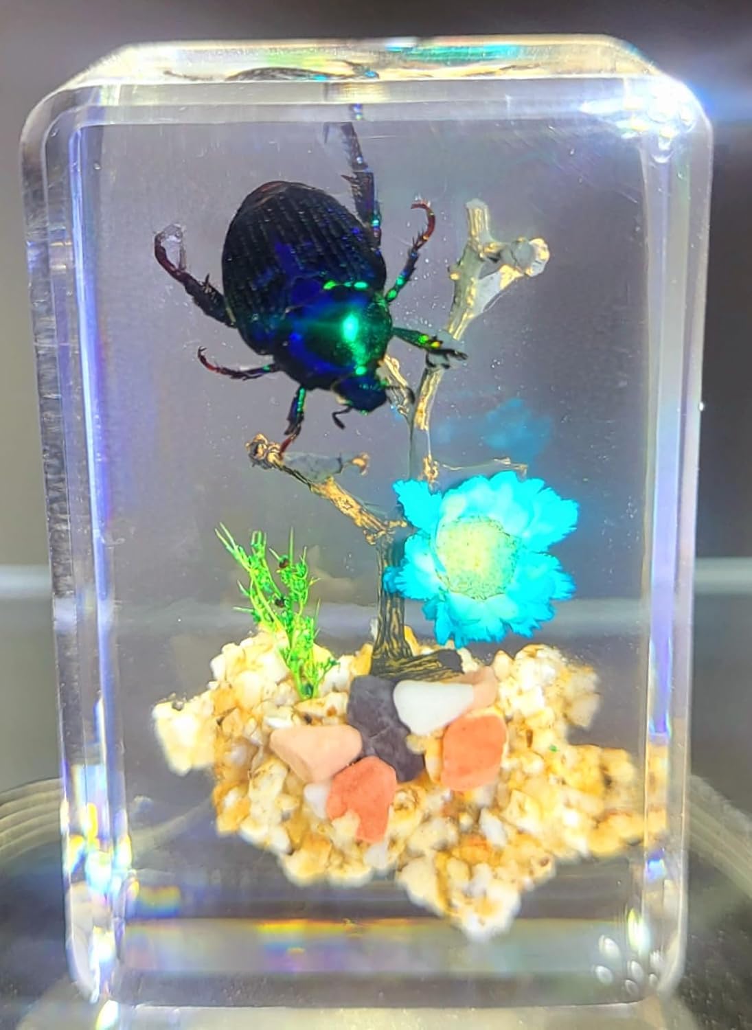 44mm Real Blue Japanese Scarab Fruit Beetle on Brazil Star Flower in Clear Lucite Resin Garden Scenery Diorama Decor Specimen Preserved Mimela Splendens Insect Taxidermy Crafts Display Collection