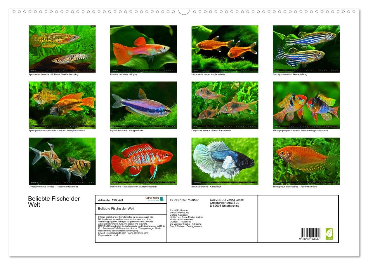 Beliebte Fische der Welt (Wandkalender 2026 DIN A2 quer), CALVENDO Monatskalender: Aquaristik - Farbenprächtige Süßwasserfische