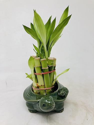 Miniatura 4 de Florero familiar de tortuga con 10 tallos de bambú de la suerte de 4 pulgadas
