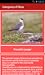 Categories of Skua