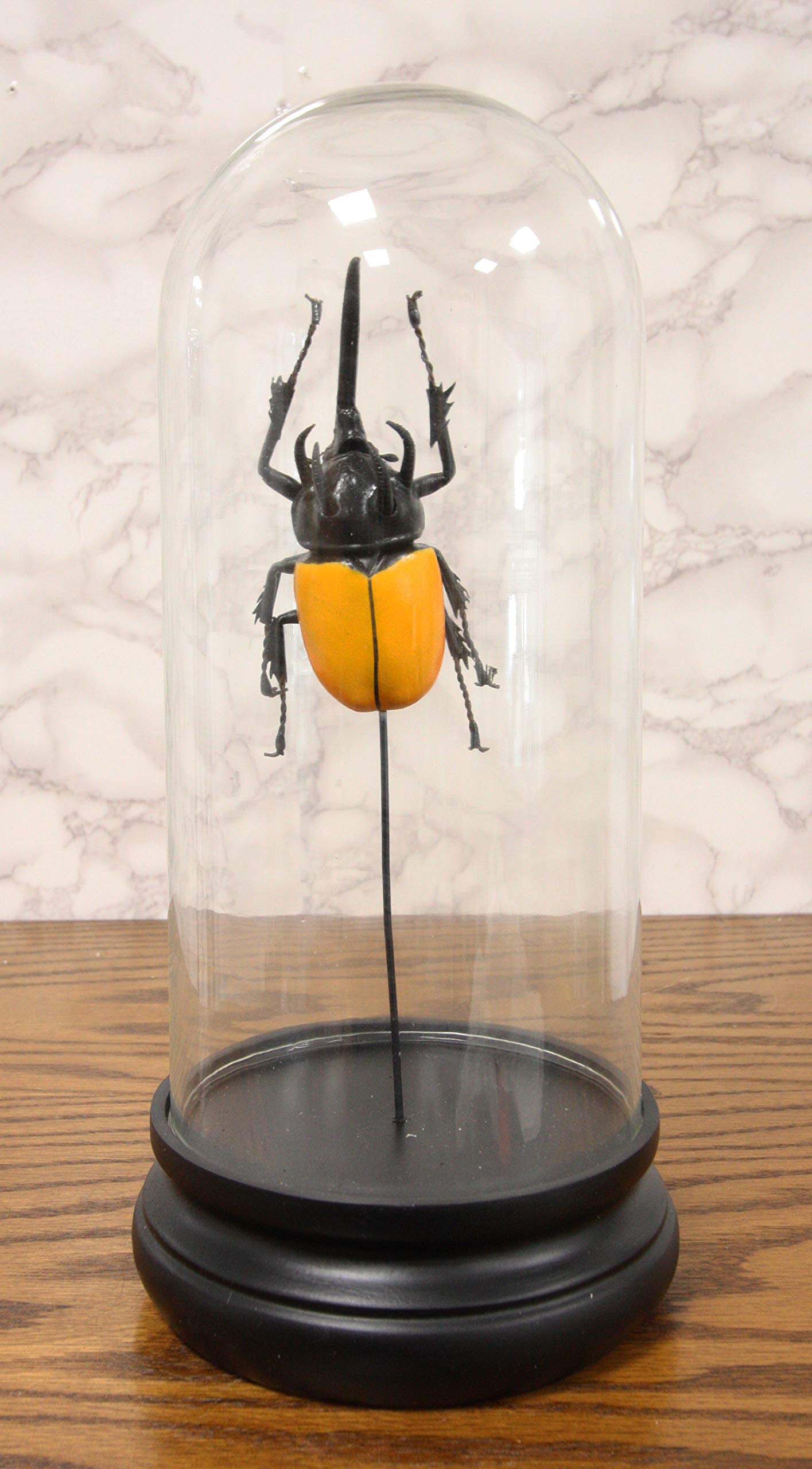 Amazon.com: Ebros Exotic Entomology Beetle Faux Taxidermy