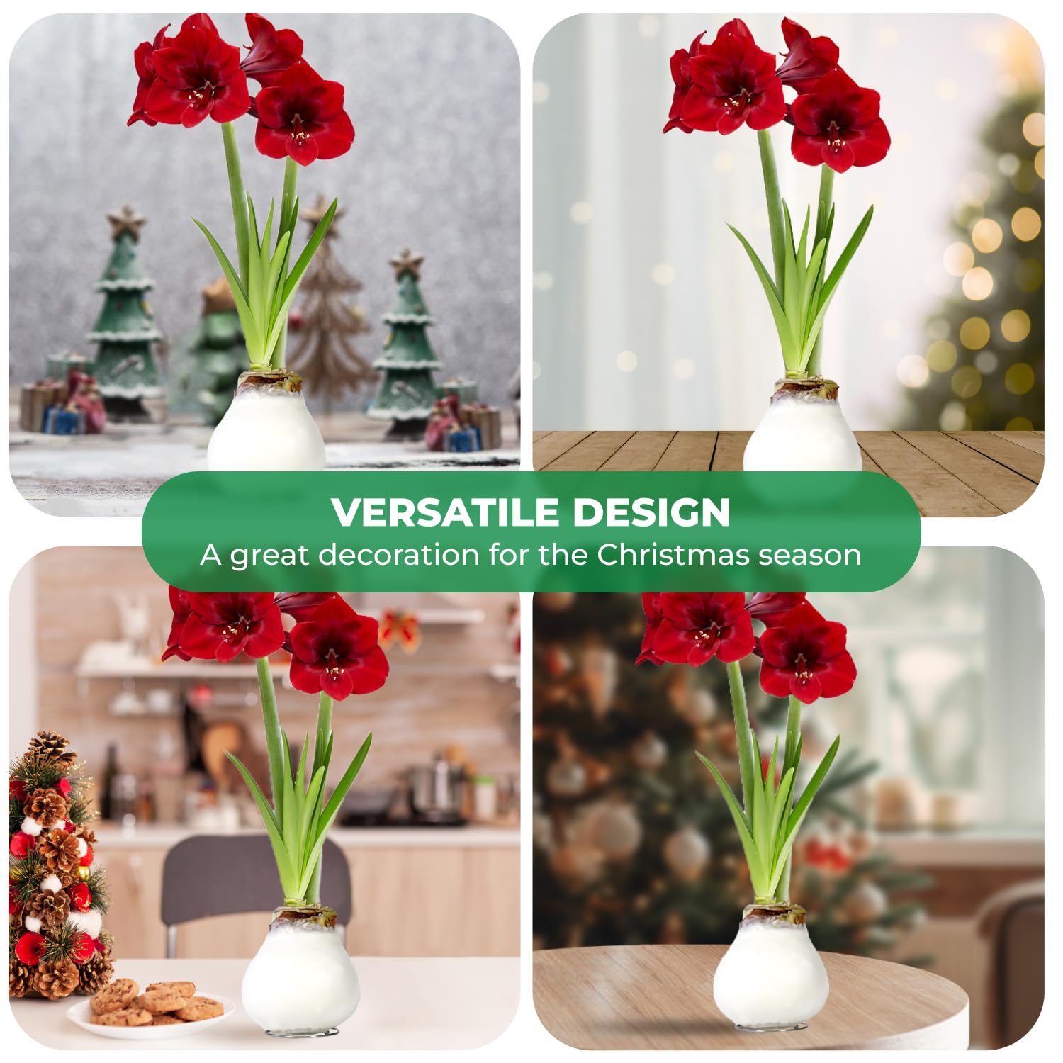 Amaryllis Bol - Rode Bloem - Witte Wax met Winterhuisje