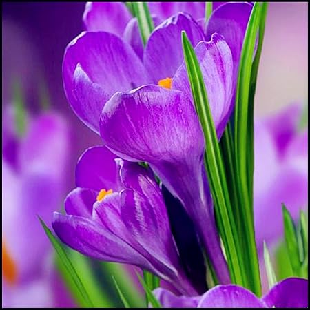 Amazon サフラン球根 特大球 60球セット 球根 Amazon サフラン球根 特大球 60球セット 球根