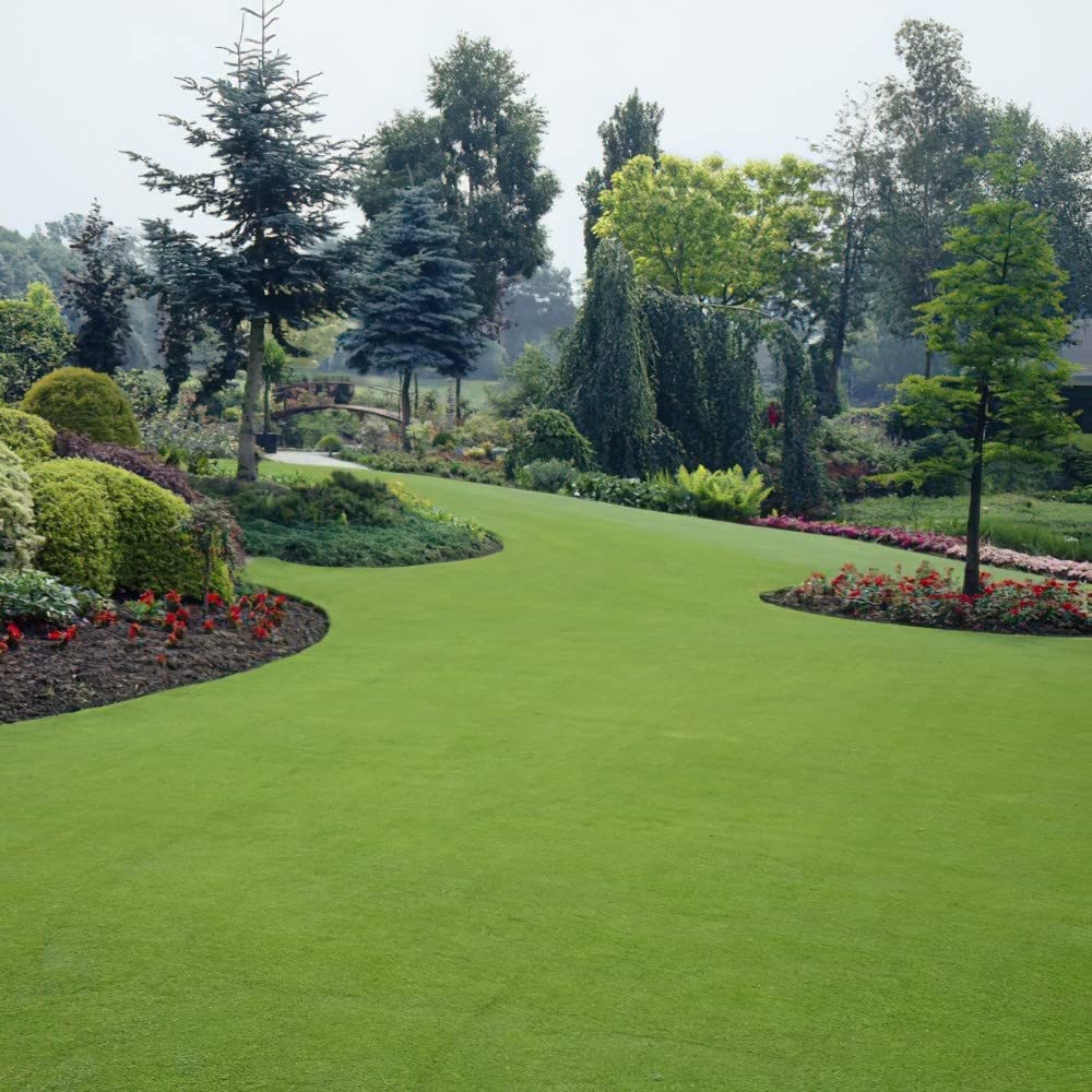 Bermuda grass seeds for lawn 2000 seeds (B0BNCG22VX) Amazon Price History, Amazon Price Tracker