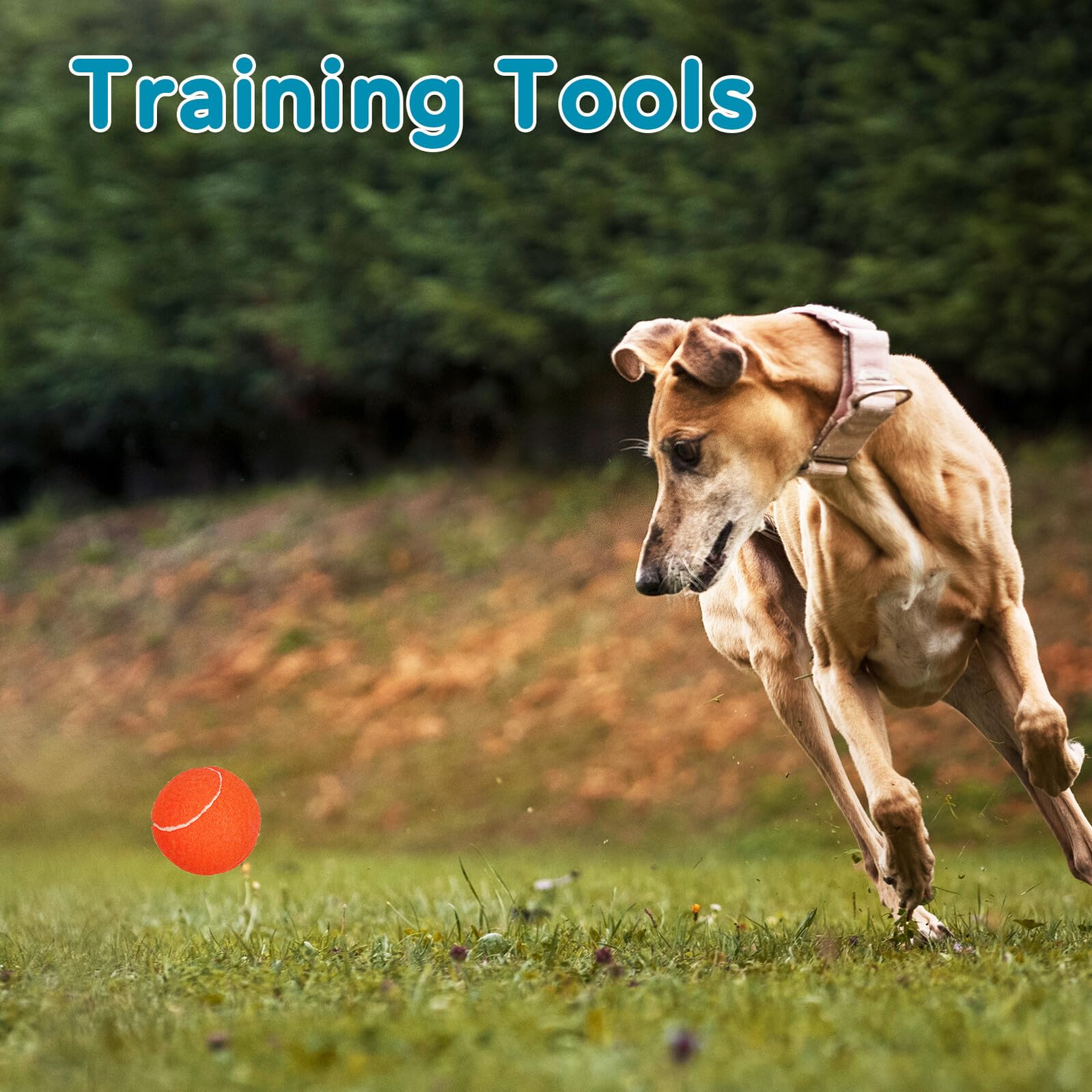 FRCOLOR 12 Bunte Welpen Tennisbälle aus Robustem Gummi mit Netzbeutel Hundetrainingsspielzeug für Apportieren und Fangspiel Schonend für Zähne und Zahnfleisch für Kleine und Große Hunde