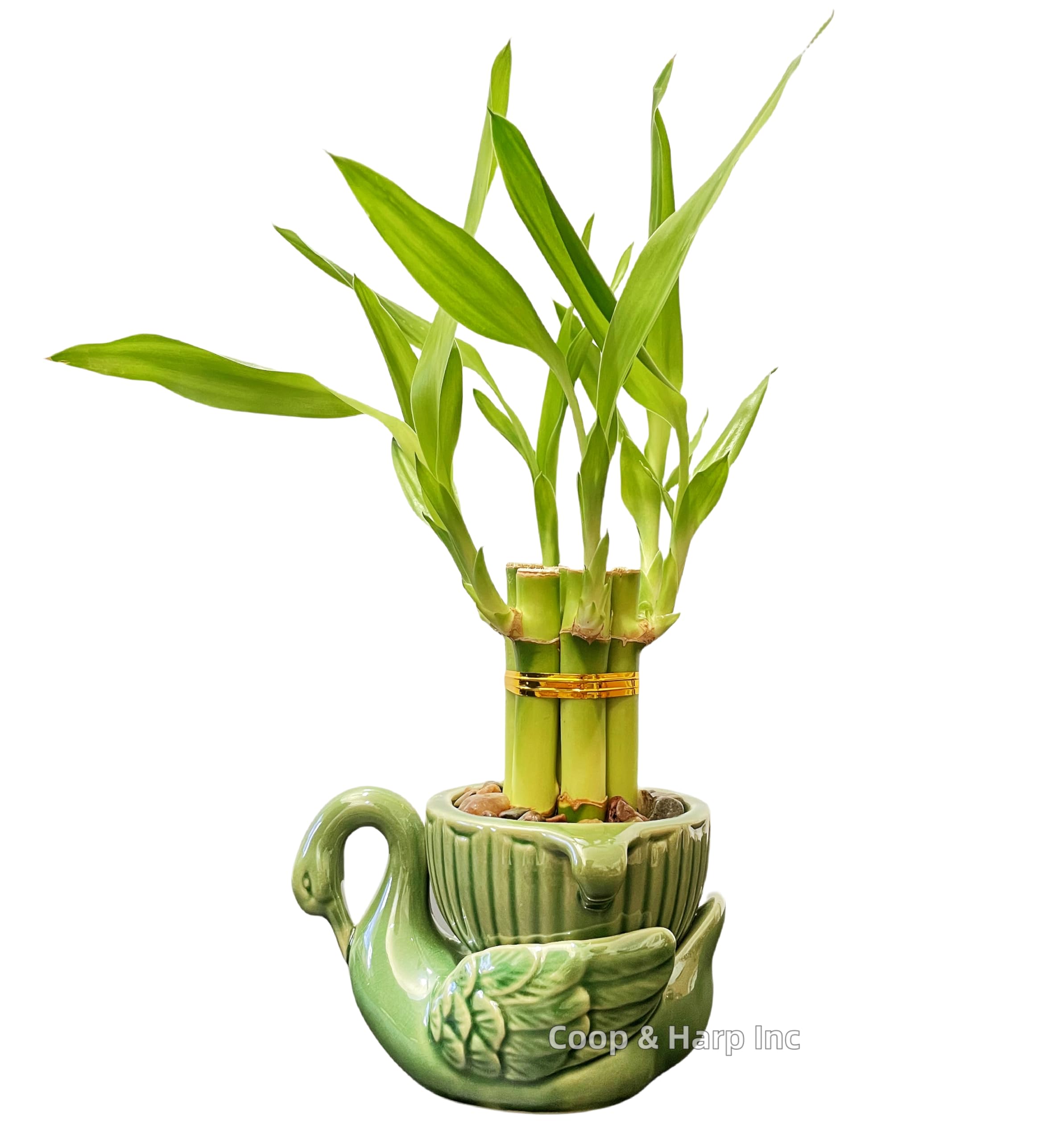 Coop Harp Swan bamboo
