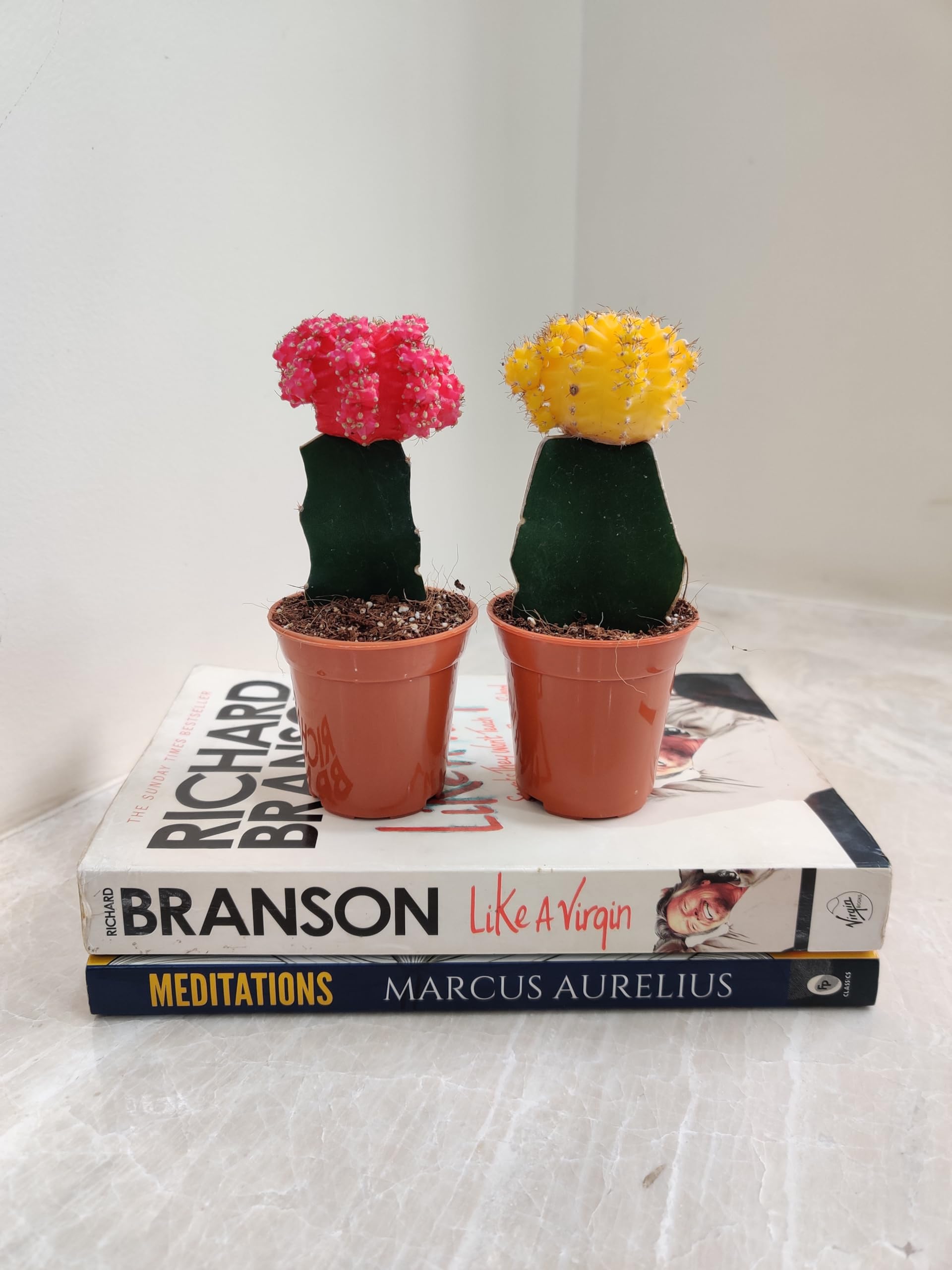 CAPPL Moon Small Cactus with Plastic Pot (Pink and Yellow, 2 Live Cactus) (B08C9VYXWP) Amazon Price History, Amazon Price Tracker